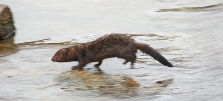 Mink. Foto: Mats Olsson